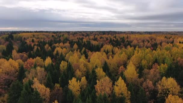 Gyllene Höst Flyg Över Höstskogen Från Höjd Solig Dag — Stockvideo