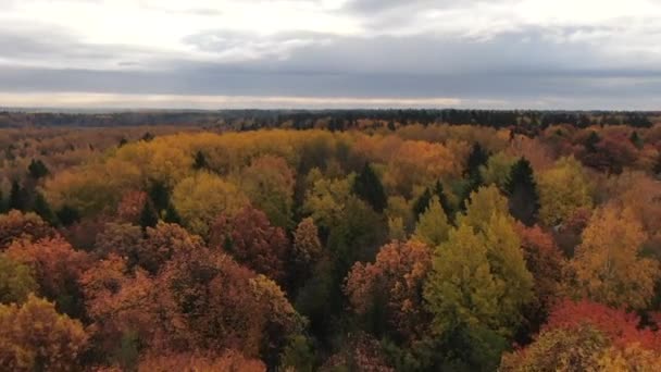 Otoño Dorado Vuelo Sobre Bosque Otoñal Desde Altitud Día Soleado — Vídeos de Stock