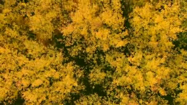 Złota Jesień Lot Nad Jesiennym Lasem Wysokości Słoneczny Dzień — Wideo stockowe