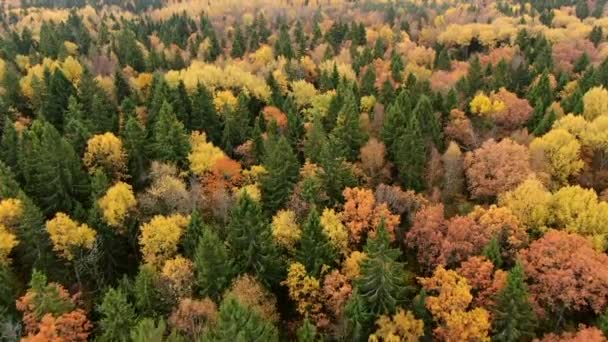 Altın Sonbahar Güneşli Bir Günde Sonbahar Ormanlarının Üzerinden Uçmak — Stok video
