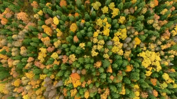 Otoño Dorado Vuelo Sobre Bosque Otoñal Desde Altitud Día Soleado — Vídeo de stock