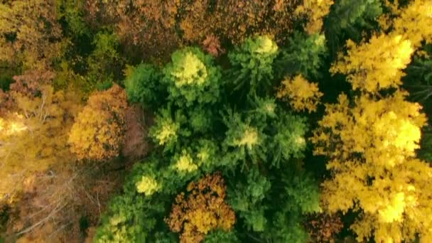 黄金の秋晴れた日の標高から秋の森の上を飛ぶ — ストック動画