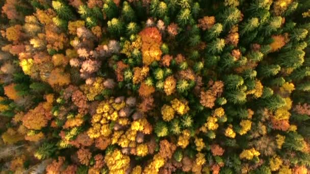 Χρυσό Φθινόπωρο Πτήση Πάνω Από Φθινόπωρο Δάσος Από Υψόμετρο Την — Αρχείο Βίντεο