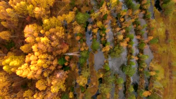 Golden Autumn Flight Autumn Forest Altitude Sunny Day — Stock Video