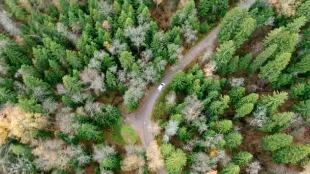 Vue Aérienne Route Automne Avec Des Voitures Route Campagne Forêt — Video