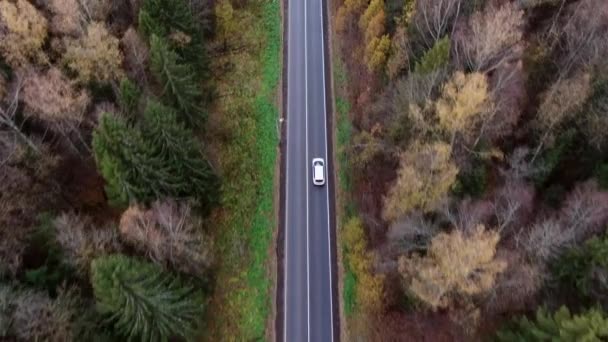 Légi Kilátás Őszi Autók Vidéki Őszi Erdőben Őszi Erdő Országút — Stock videók