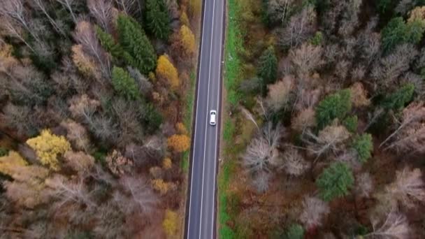 Légi Kilátás Őszi Autók Vidéki Őszi Erdőben Őszi Erdő Országút — Stock videók