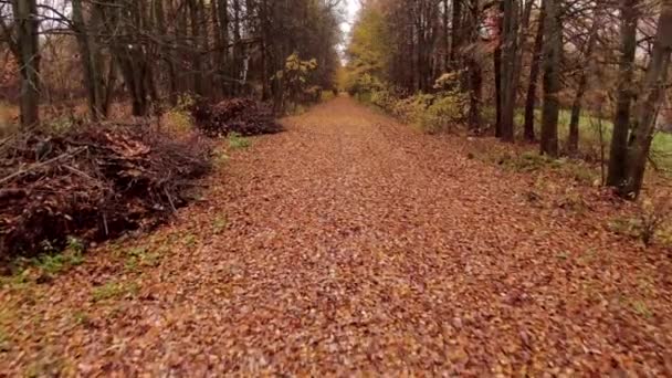 在秋天的公园里 黎明时分 跑道上覆盖着树叶 空中景观飞行 — 图库视频影像