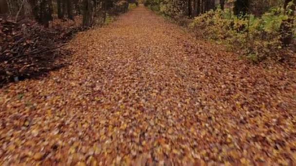 Vol dans le parc d'automne au-dessus de la piste couvert de feuillage à l'aube. Vue aérienne vol .