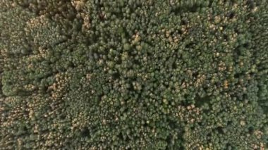 Güneşli bir günde sonsuz yeşil bir ormanın üzerinde bedava uçuş. Taiga üzerinden uçmanın güzel manzarası