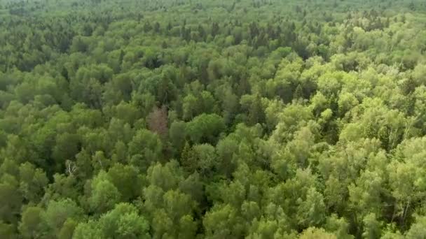 在阳光灿烂的日子里 自由地飞越一片苍翠的森林 泰加上空美丽的全景 — 图库视频影像