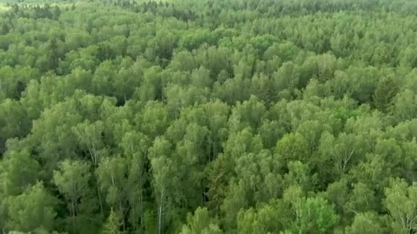 Vol Libre Dessus Une Forêt Verte Sans Fin Par Une — Video