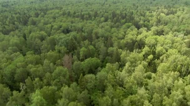 在阳光灿烂的日子里 自由地飞越一片苍翠的森林 泰加上空美丽的全景 — 图库视频影像
