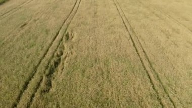 Güneşli bir günde gün batımında bir buğday tarlasının üzerinde uçmak. Hasat. Bir İHA 'dan ateş etmek