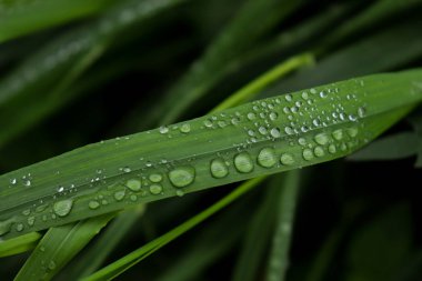 Yeşil ot yaprağı su damlaları ile kapatın