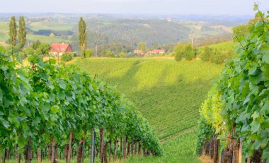 Styria bir bağ akşam görünümünü