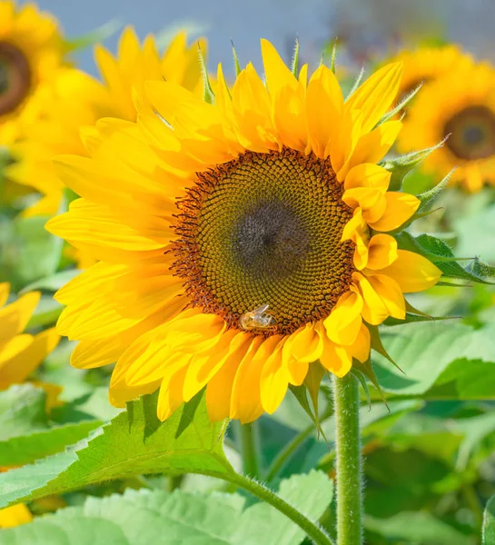 Бджола Збирає Пилок Соняшниковій Квітці — стокове фото