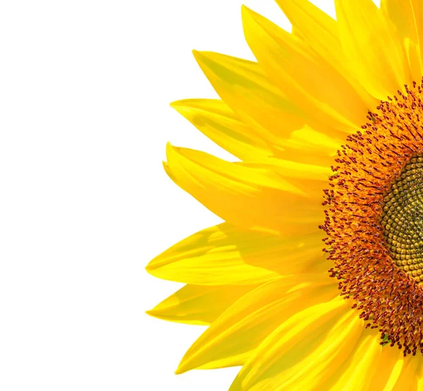 Квітка Соняшнику Половина Білому Тлі — стокове фото