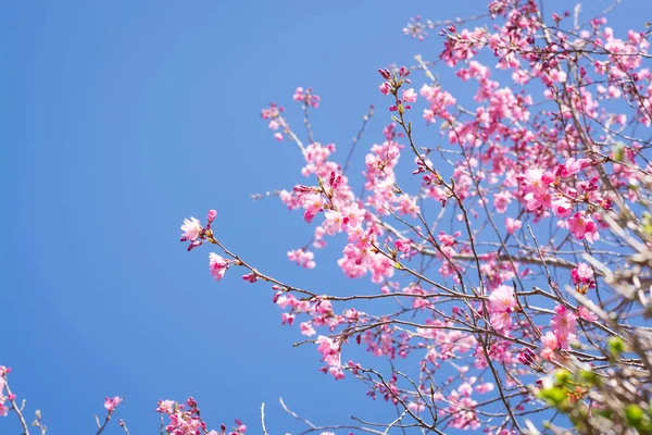 Début Floraison Sur Les Branches Cerisier Sur Fond Ciel — Photo