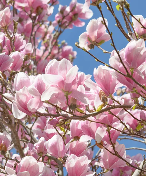 Branches Blossoming Pink Magnolia Background Blue Sky — Stock Photo, Image
