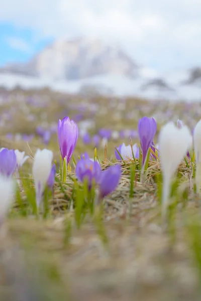 Violett Krokus Mot Bakgrund Ett Otydligt Landskap — Stockfoto