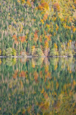 Yansıma ile sonbahar ahşap 