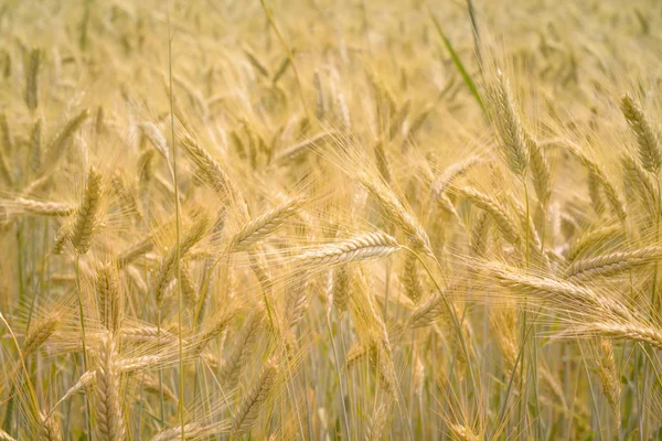 Büyüyen buğday kulakları