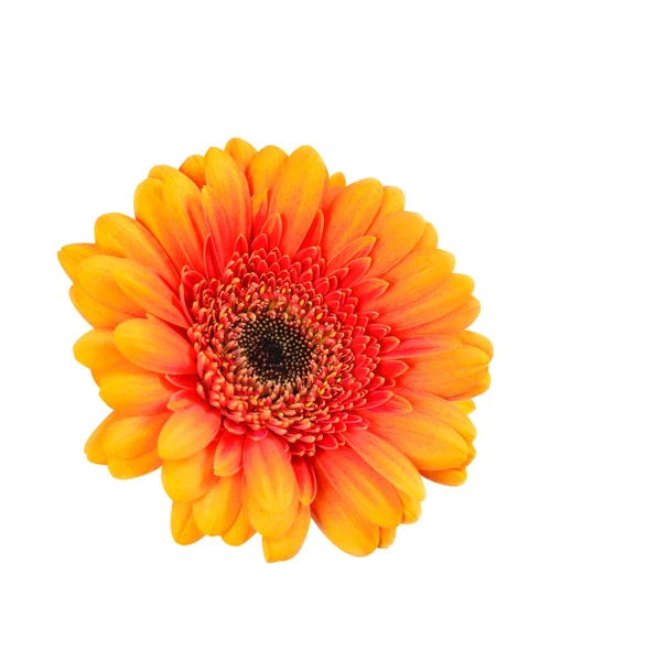 Жовто-червона квітка гербери — стокове фото