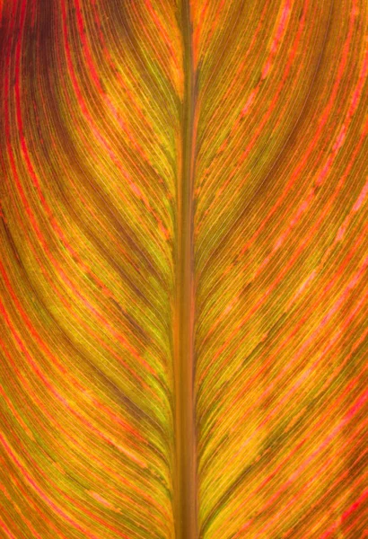 Teil des canna lily Blatt — Stockfoto