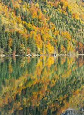 Bir dağ gölünde sonbahar ağaçları ve yansıması