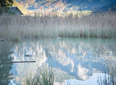 Bir dağ gölündeki sazlıkların yansımasıyla