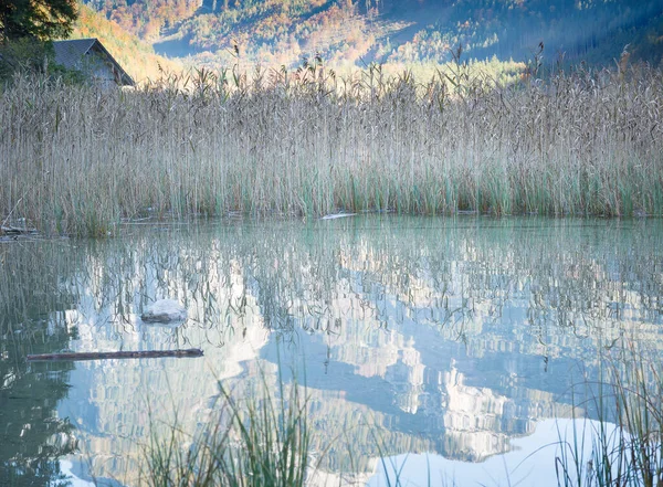 Bir dağ gölündeki sazlıkların yansımasıyla