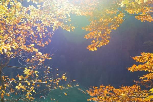 Background Yellow Autumn Leaves Illuminated Sunlight — Stock Photo, Image