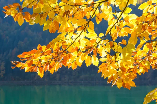 Branch Autumn Yellow Leaves Illuminated Sun Background Lake — Stock Photo, Image