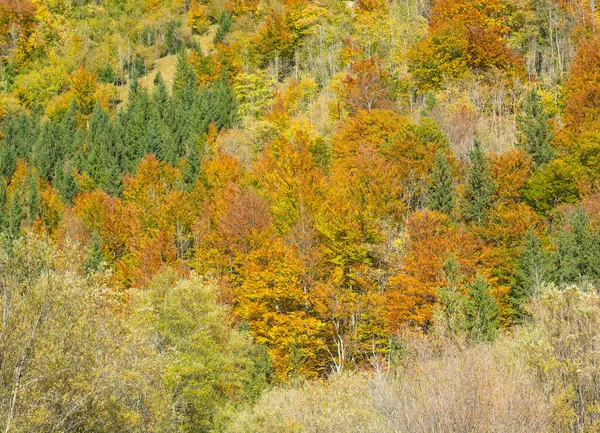 Background Autumn Trees Orange Rusty Color — Stock Photo, Image