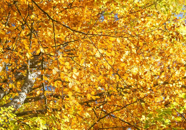 Background Autumn Yellow Beech Leaves Sunny Weather — Stock Photo, Image