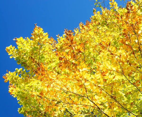 Background Autumn Yellow Beech Leaves Blue Sky Background — Stock Photo, Image