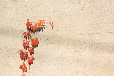 Arka planda kırmızı yapraklı bir sarmaşığın görüntüsü