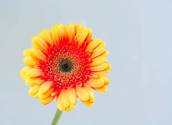 Квітка Гербера Жовто Червоними Пелюстками Сірому Фоні — стокове фото