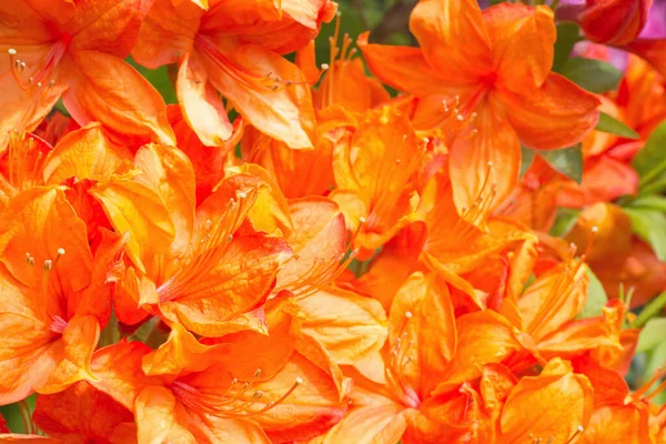 Laranja Azálea Flor Com Estames Fundo Borrado — Fotografia de Stock