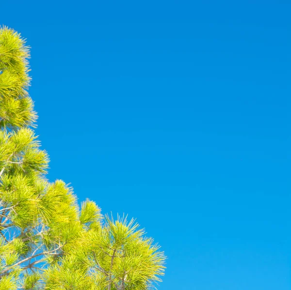 Background Blue Sky Light Green Pine Needles Edge — Stock Photo, Image