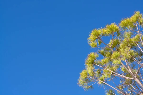 Twigs Pinus Pinea Illuminated Sun Blue Sky Horizontal Format — Stock Photo, Image