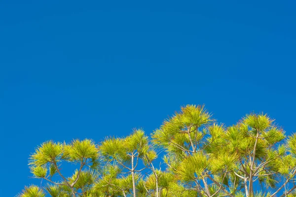 Güneş tarafından aydınlatılan çam kozalaklarının tepeleriyle arka plan mavi gökyüzüne karşı yatay formatta