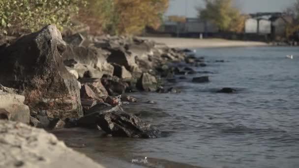 Kamenné Pobřeží Teplé Podzimní Slunečné Dny — Stock video