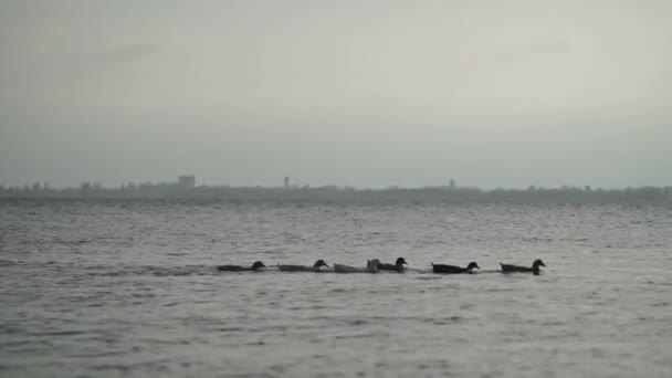 Troupeau Canards Nageant Dans Étang — Video