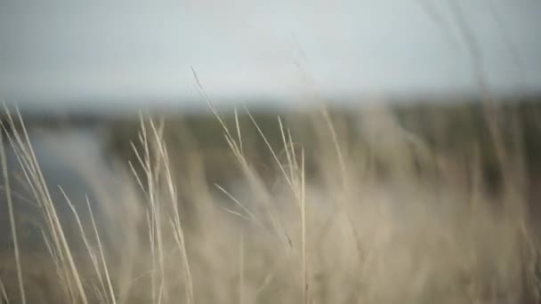 Dry Grass Sways Wind River Bank Cloudy Day — Stock Video