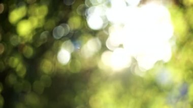 Güzel güneşli sonbahar ağacı bokeh arka plan