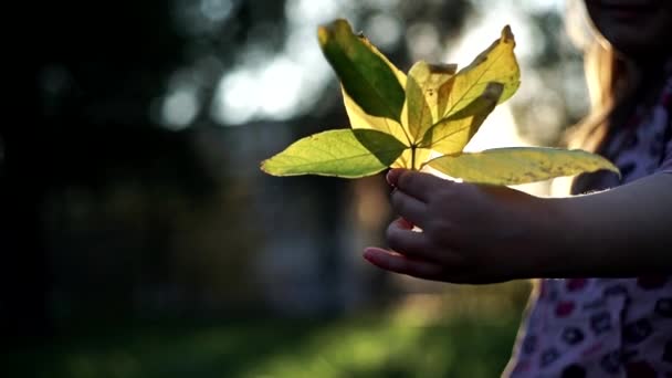 Kind Houdt Een Takje Met Geel Blad Tegen Ondergaande Zon — Stockvideo