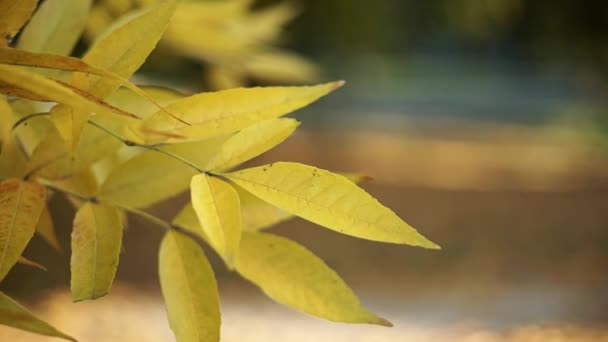 Bella Autunno Foglie Albero Giallo — Video Stock