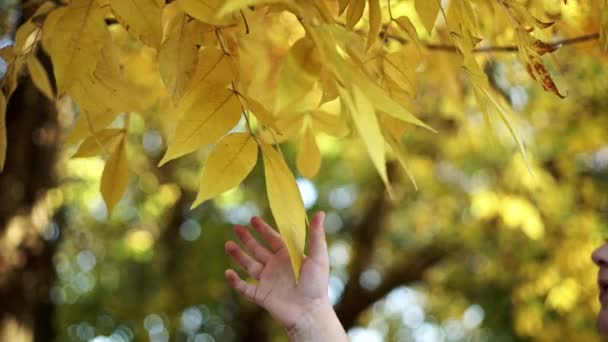 Κορίτσι Μαζεύει Κίτρινα Φύλλα Από Ένα Δέντρο Όμορφη Φθινόπωρο Κίτρινο — Αρχείο Βίντεο
